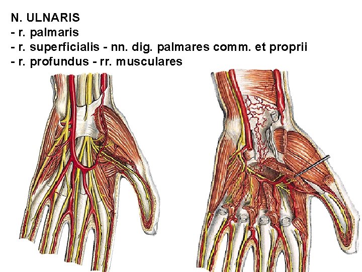 N. ULNARIS - r. palmaris - r. superficialis - nn. dig. palmares comm. et