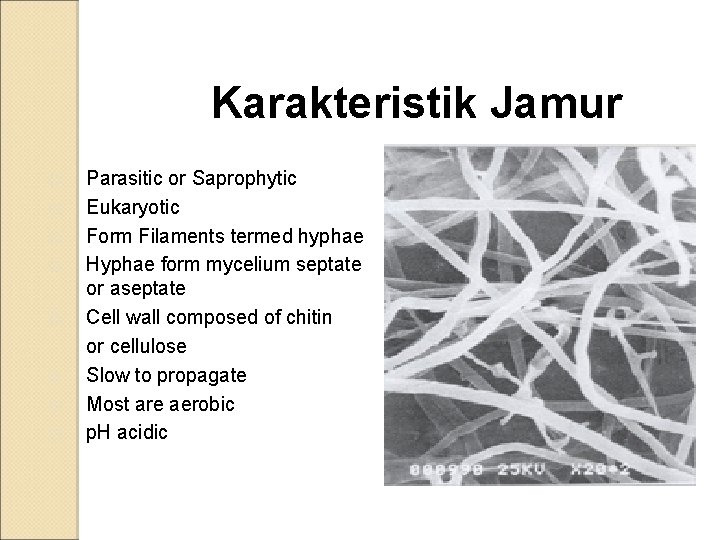 Karakteristik Jamur o o o o Parasitic or Saprophytic Eukaryotic Form Filaments termed hyphae