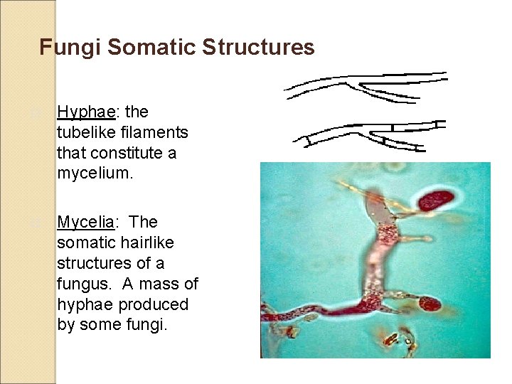 Fungi Somatic Structures o Hyphae: the tubelike filaments that constitute a mycelium. o Mycelia: