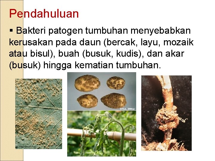 Pendahuluan § Bakteri patogen tumbuhan menyebabkan kerusakan pada daun (bercak, layu, mozaik atau bisul),
