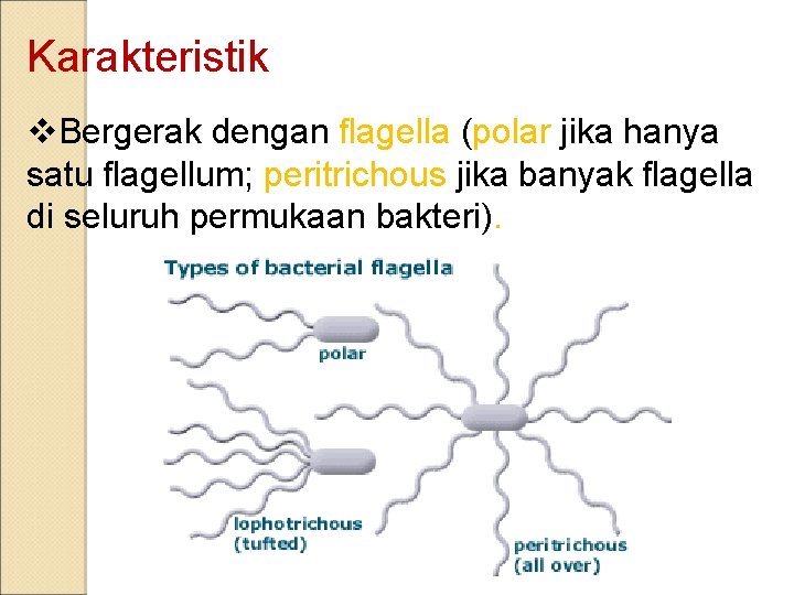 Karakteristik v. Bergerak dengan flagella (polar jika hanya satu flagellum; peritrichous jika banyak flagella