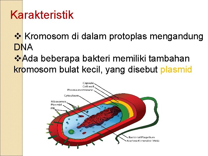 Karakteristik v Kromosom di dalam protoplas mengandung DNA v. Ada beberapa bakteri memiliki tambahan