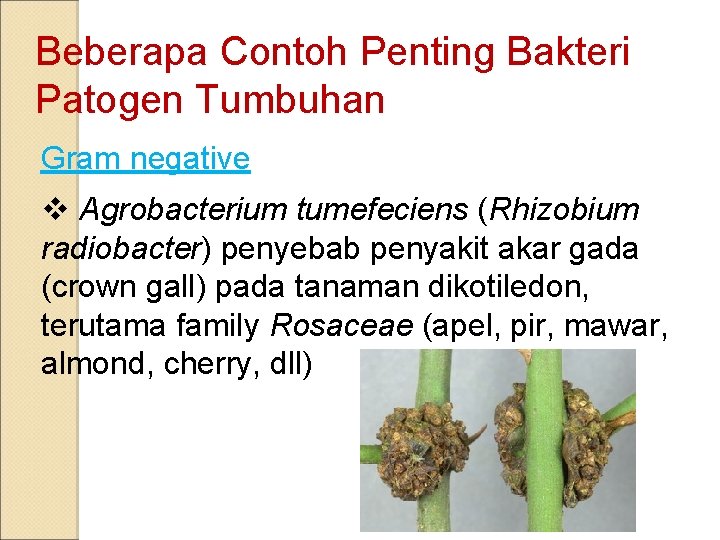 Beberapa Contoh Penting Bakteri Patogen Tumbuhan Gram negative v Agrobacterium tumefeciens (Rhizobium radiobacter) penyebab