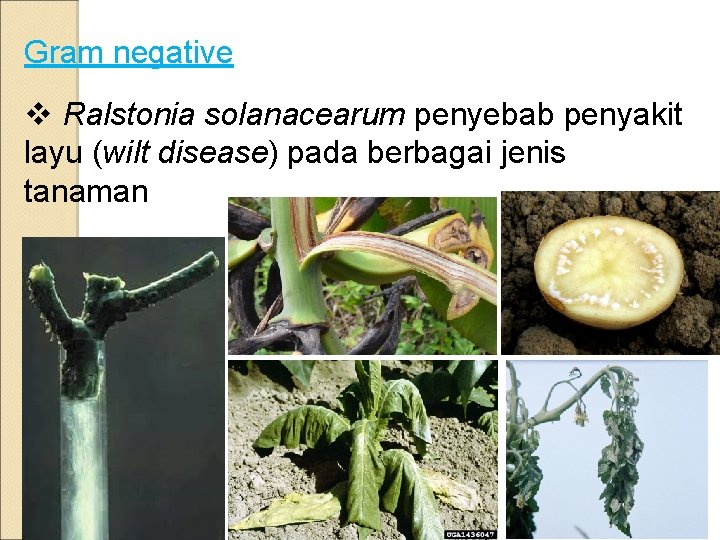 Gram negative v Ralstonia solanacearum penyebab penyakit layu (wilt disease) pada berbagai jenis tanaman