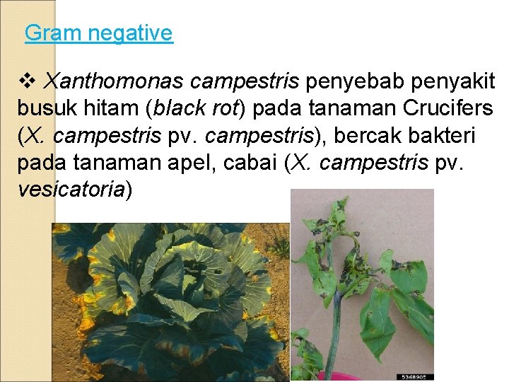 Gram negative v Xanthomonas campestris penyebab penyakit busuk hitam (black rot) pada tanaman Crucifers