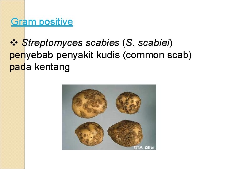 Gram positive v Streptomyces scabies (S. scabiei) penyebab penyakit kudis (common scab) pada kentang