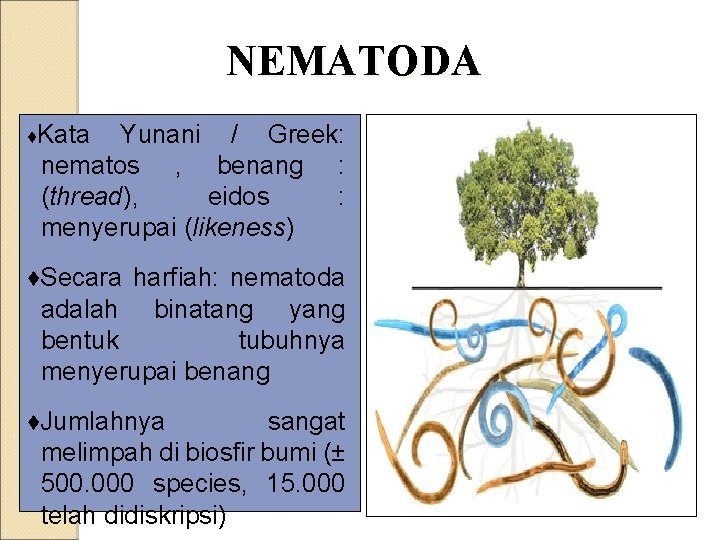 NEMATODA ♦Kata Yunani / Greek: nematos , benang : (thread), eidos : menyerupai (likeness)