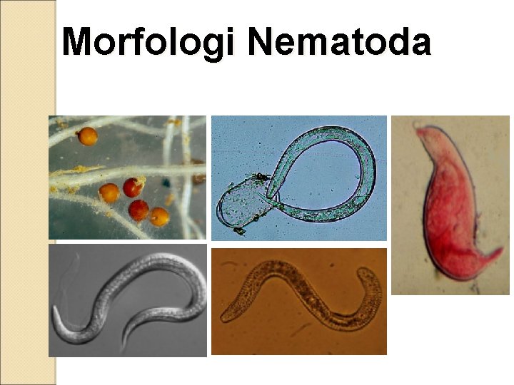 Morfologi Nematoda 