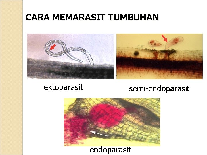 CARA MEMARASIT TUMBUHAN ektoparasit semi-endoparasit 