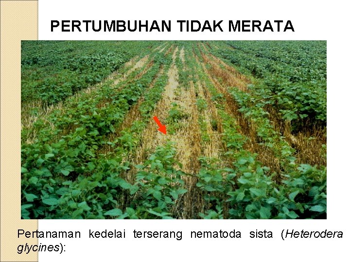 PERTUMBUHAN TIDAK MERATA Pertanaman kedelai terserang nematoda sista (Heterodera glycines): 