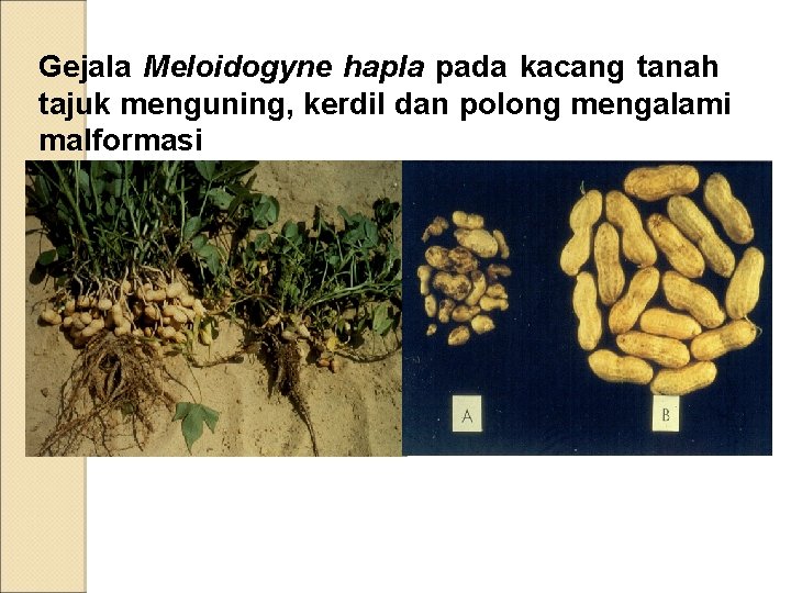 Gejala Meloidogyne hapla pada kacang tanah tajuk menguning, kerdil dan polong mengalami malformasi 
