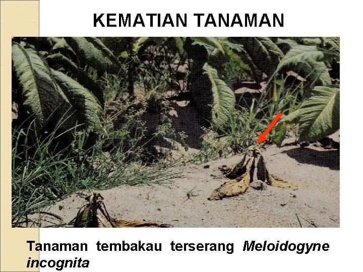 KEMATIAN TANAMAN Tanaman tembakau terserang Meloidogyne incognita 