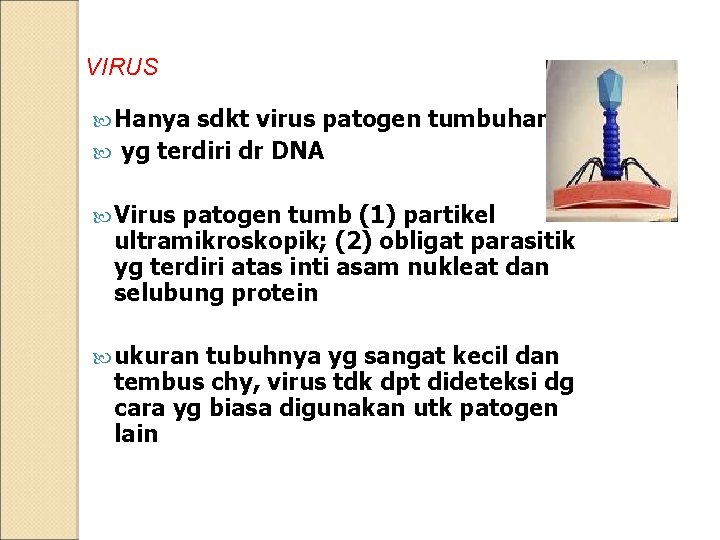 VIRUS Hanya sdkt virus patogen tumbuhan yg terdiri dr DNA Virus patogen tumb (1)