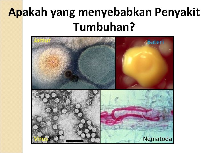 Apakah yang menyebabkan Penyakit Tumbuhan? Jamur Bateri Viruss Nematoda 