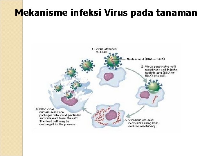 Mekanisme infeksi Virus pada tanaman 