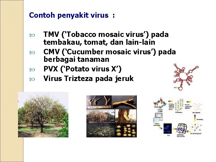 Contoh penyakit virus : TMV (‘Tobacco mosaic virus’) pada tembakau, tomat, dan lain-lain CMV