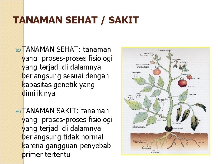 TANAMAN SEHAT / SAKIT TANAMAN SEHAT: tanaman yang proses-proses fisiologi yang terjadi di dalamnya