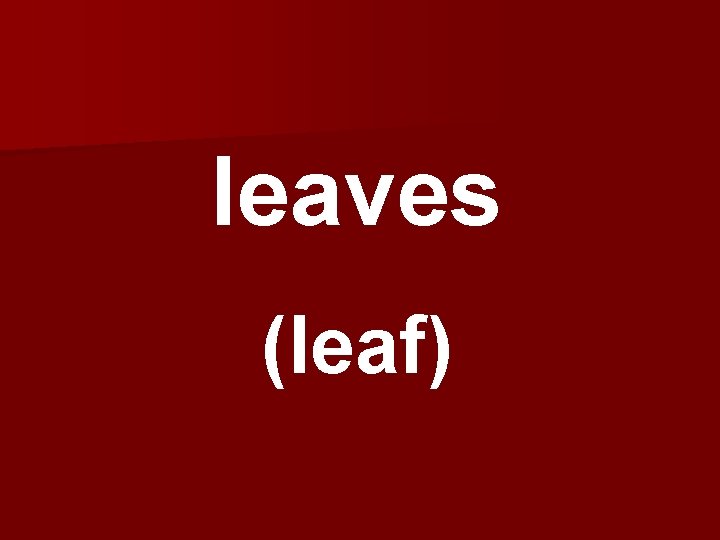 leaves (leaf) 