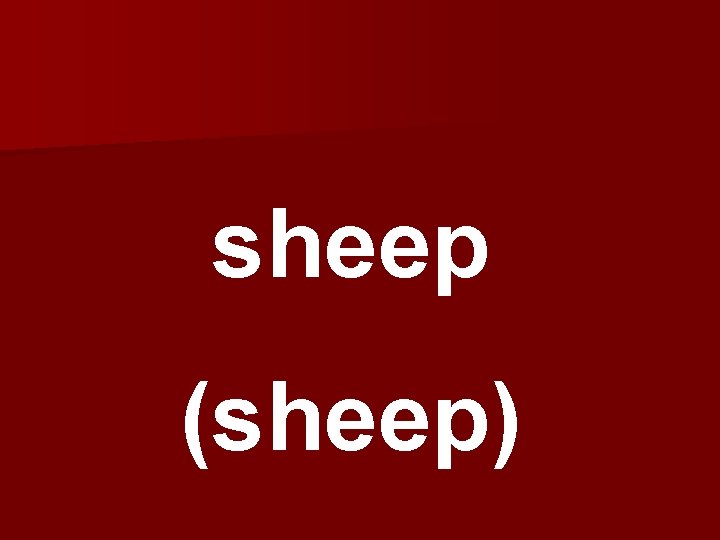 sheep (sheep) 