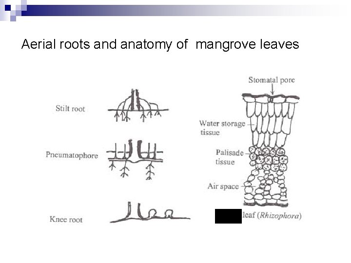 Aerial roots and anatomy of mangrove leaves 