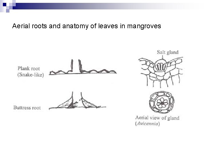 Aerial roots and anatomy of leaves in mangroves 