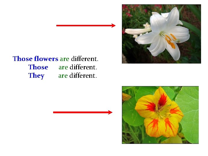 Those flowers are different. Those are different. They are different. 