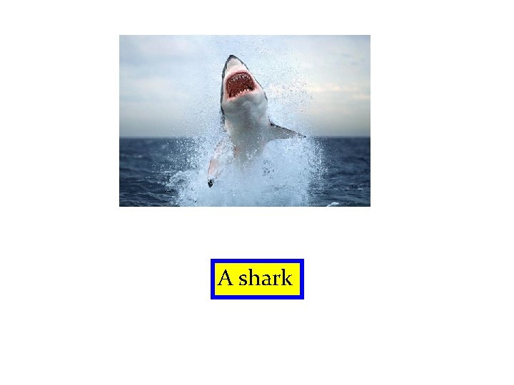 A shark 