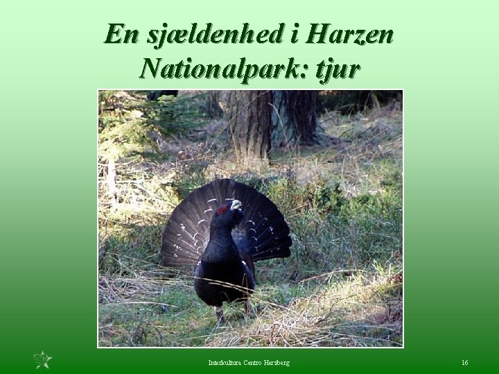 En sjældenhed i Harzen Nationalpark: tjur Interkultura Centro Herzberg 16 