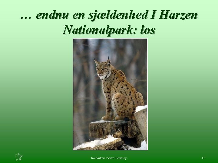 … endnu en sjældenhed I Harzen Nationalpark: los Interkultura Centro Herzberg 17 