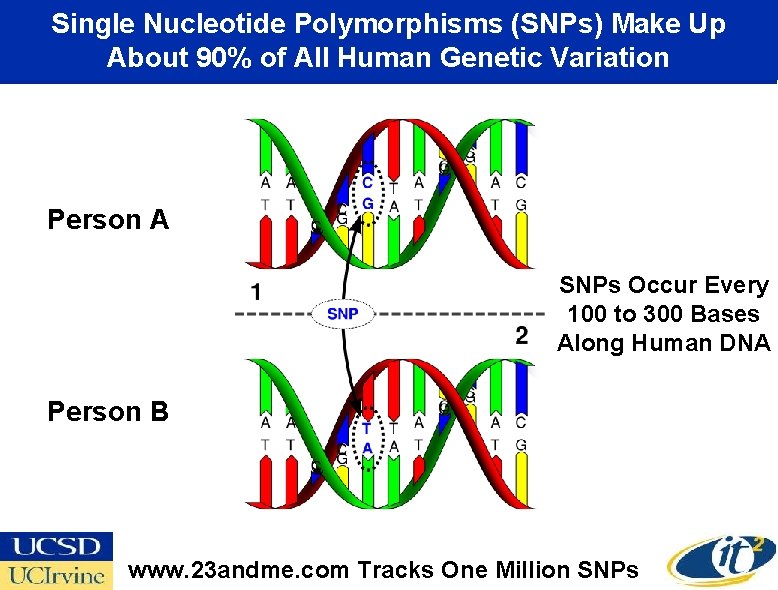 Single Nucleotide Polymorphisms (SNPs) Make Up About 90% of All Human Genetic Variation Person
