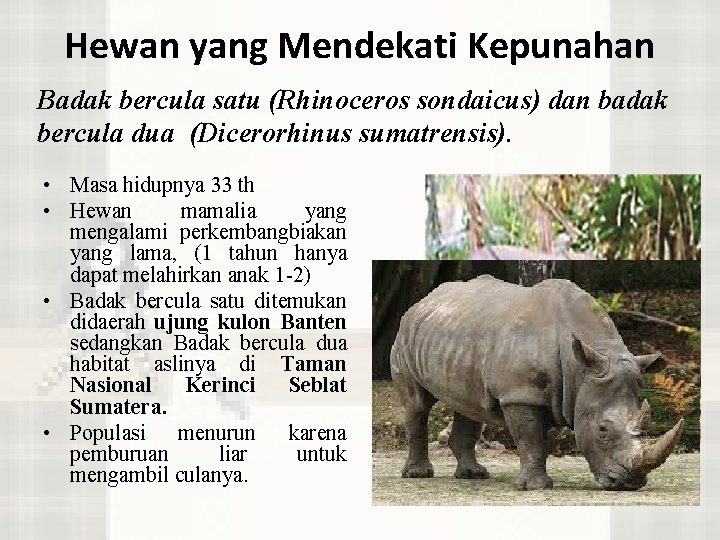 Hewan yang Mendekati Kepunahan Badak bercula satu (Rhinoceros sondaicus) dan badak bercula dua (Dicerorhinus