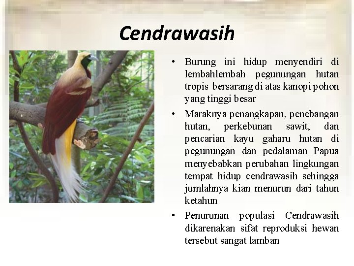 Cendrawasih • Burung ini hidup menyendiri di lembah pegunungan hutan tropis bersarang di atas