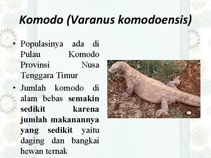 Komodo (Varanus komodoensis) • Populasinya ada di Pulau Komodo Provinsi Nusa Tenggara Timur •