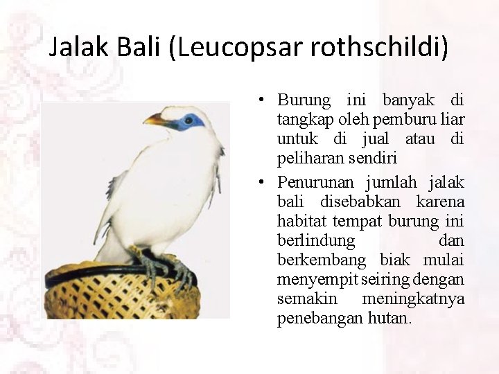 Jalak Bali (Leucopsar rothschildi) • Burung ini banyak di tangkap oleh pemburu liar untuk