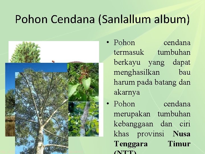 Pohon Cendana (Sanlallum album) • Pohon cendana termasuk tumbuhan berkayu yang dapat menghasilkan bau