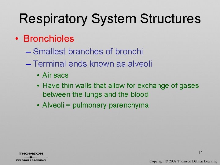 Respiratory System Structures • Bronchioles – Smallest branches of bronchi – Terminal ends known