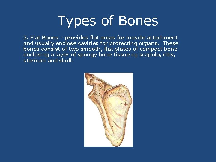 Types of Bones 3. Flat Bones – provides flat areas for muscle attachment and