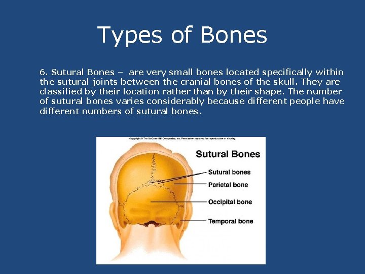 Types of Bones 6. Sutural Bones – are very small bones located specifically within