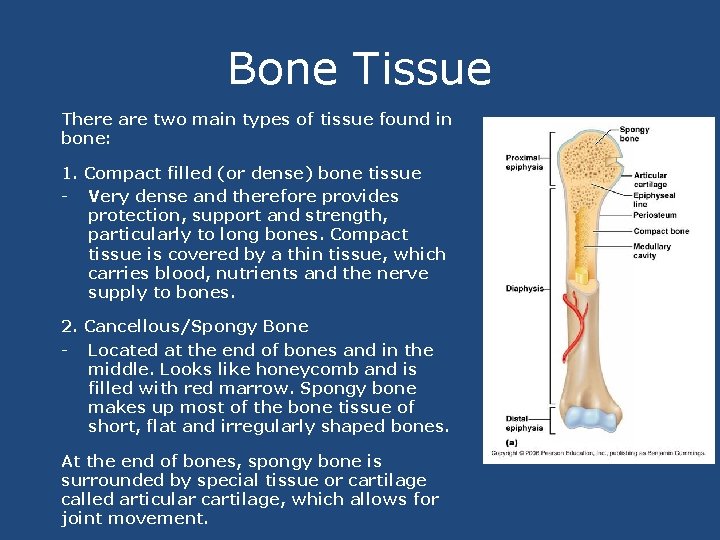 Bone Tissue There are two main types of tissue found in bone: 1. Compact