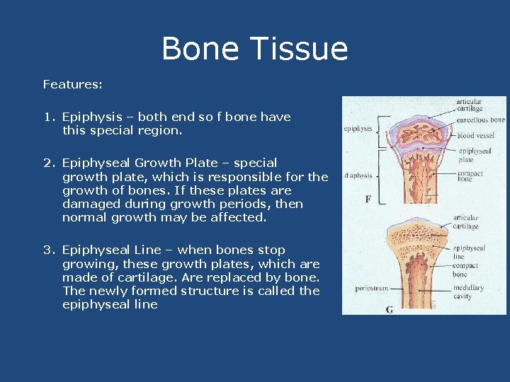 Bone Tissue Features: 1. Epiphysis – both end so f bone have this special