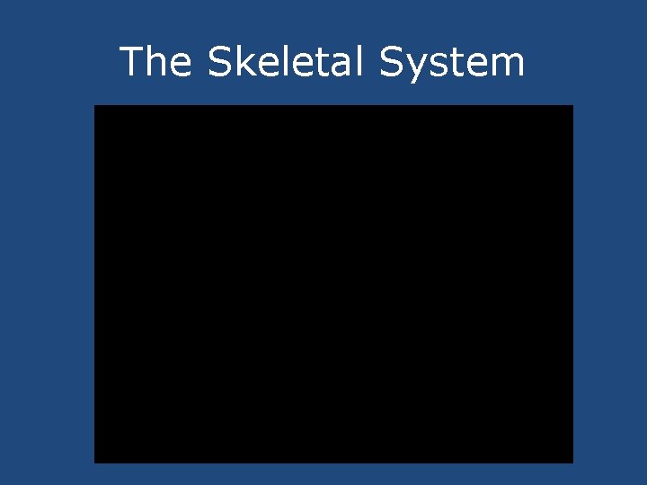 The Skeletal System 