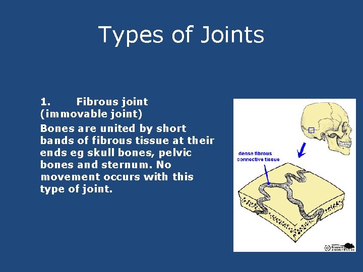 Types of Joints 1. Fibrous joint (immovable joint) Bones are united by short bands