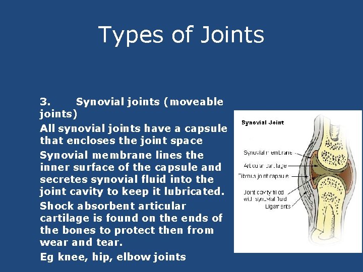 Types of Joints 3. Synovial joints (moveable joints) All synovial joints have a capsule