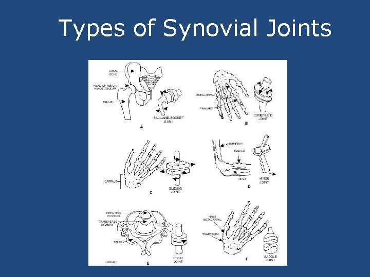 Types of Synovial Joints 