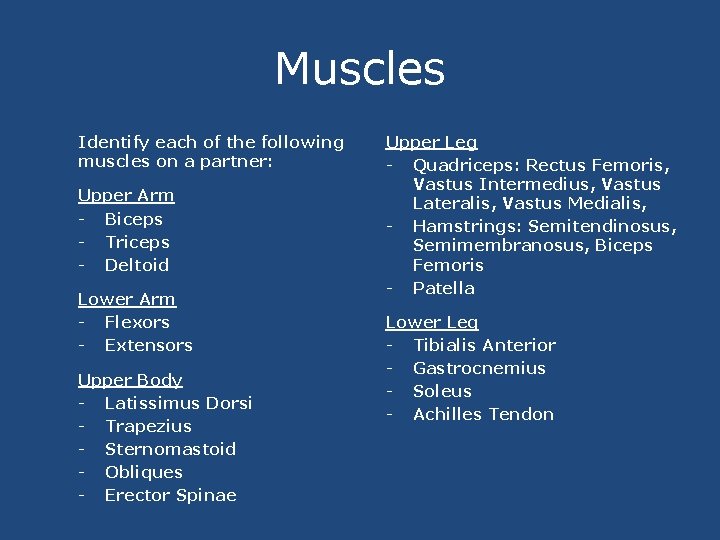 Muscles Identify each of the following muscles on a partner: Upper Arm - Biceps