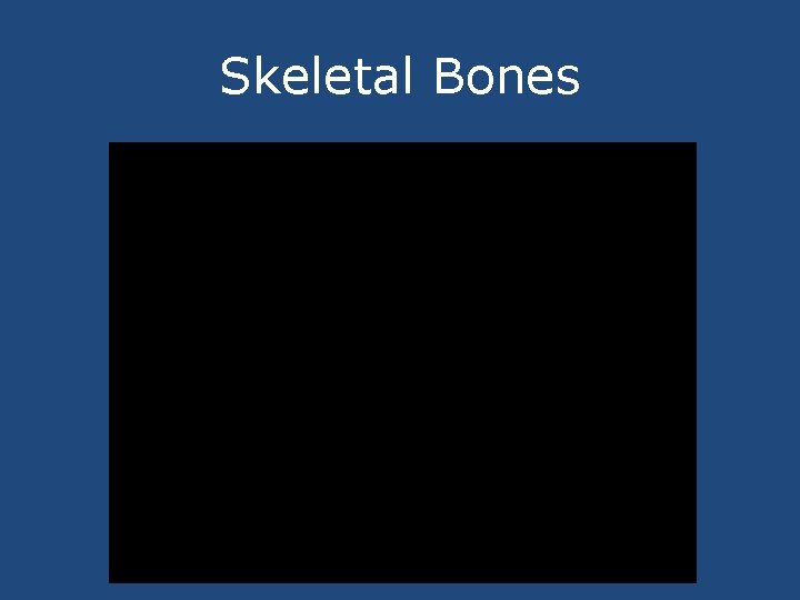 Skeletal Bones 