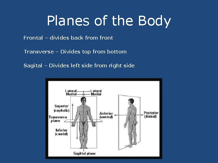Planes of the Body Frontal – divides back from front Transverse – Divides top
