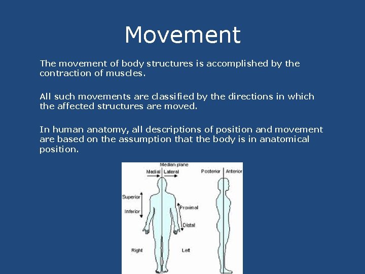 Movement The movement of body structures is accomplished by the contraction of muscles. All