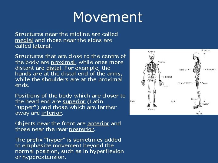 Movement Structures near the midline are called medial and those near the sides are