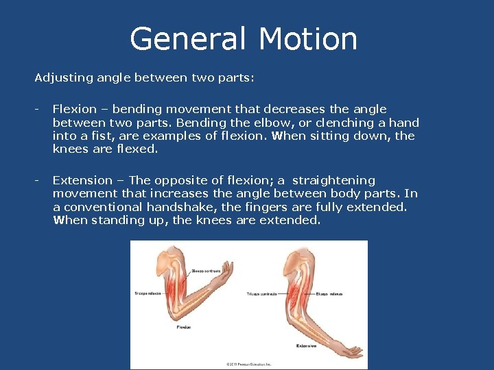 General Motion Adjusting angle between two parts: - Flexion – bending movement that decreases